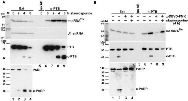 PTBP1 Antibody in Western Blot, RNA Immunoprecipitation (WB, RIP)