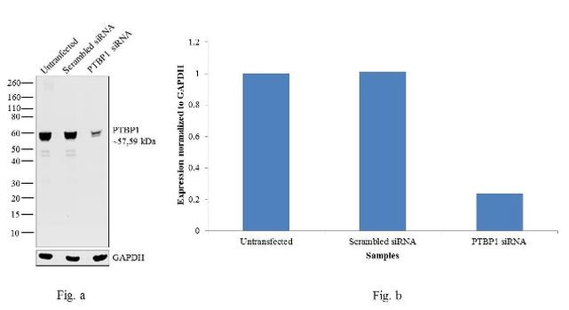 PTBP1 Antibody