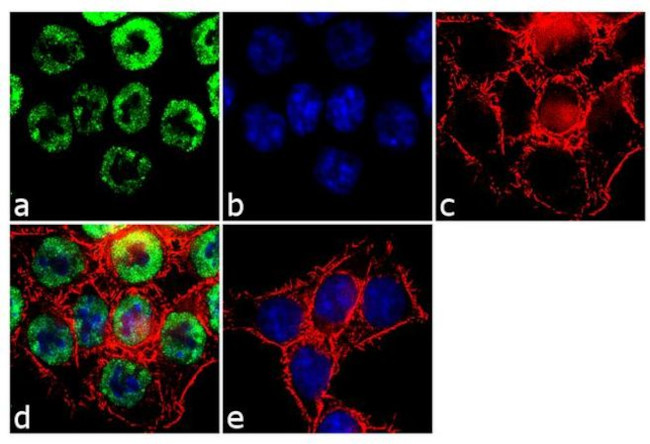 PTBP1 Antibody in Immunocytochemistry (ICC/IF)