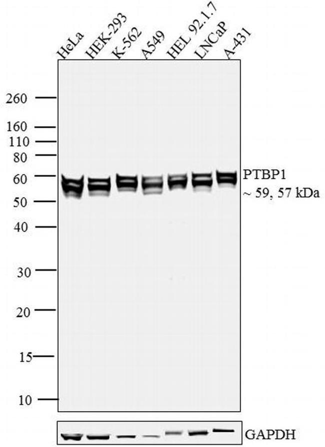 PTBP1 Antibody in Western Blot (WB)