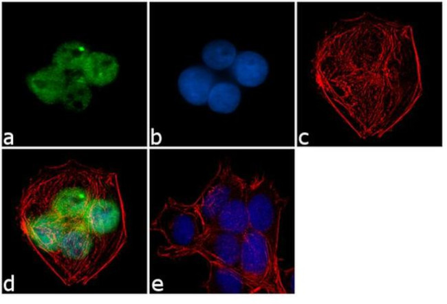 PTBP1 Antibody in Immunocytochemistry (ICC/IF)