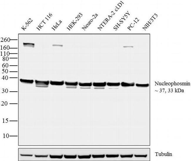 NPM1 Antibody in Western Blot (WB)