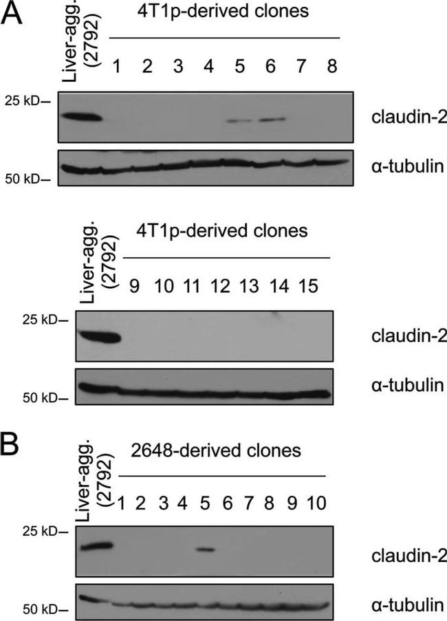 Claudin 2 Antibody in Western Blot (WB)