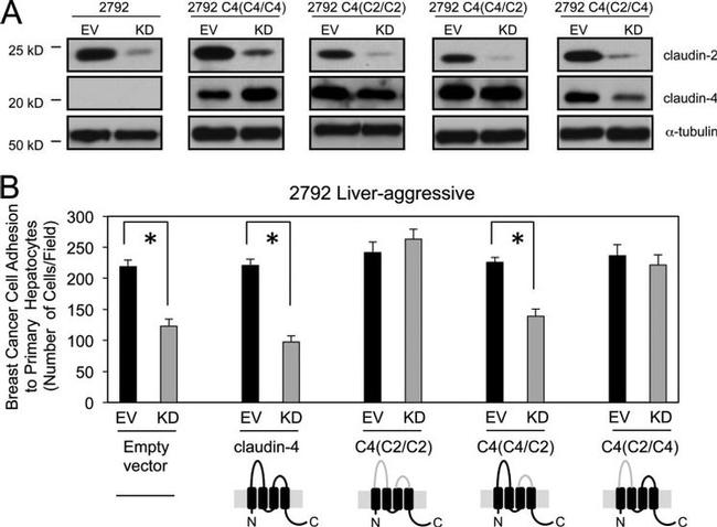 Claudin 2 Antibody in Western Blot (WB)