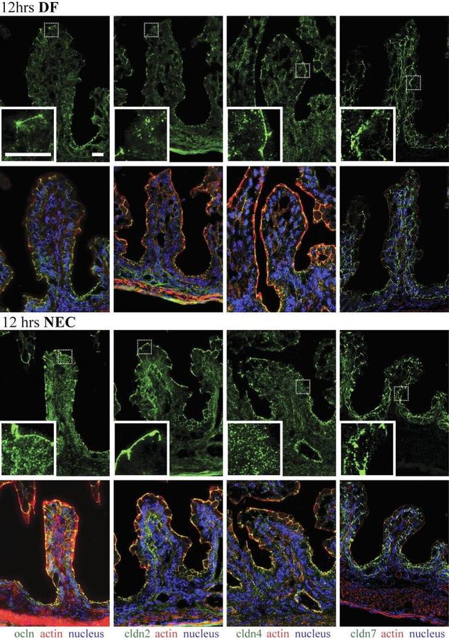 Claudin 7 Antibody in Immunohistochemistry (IHC)