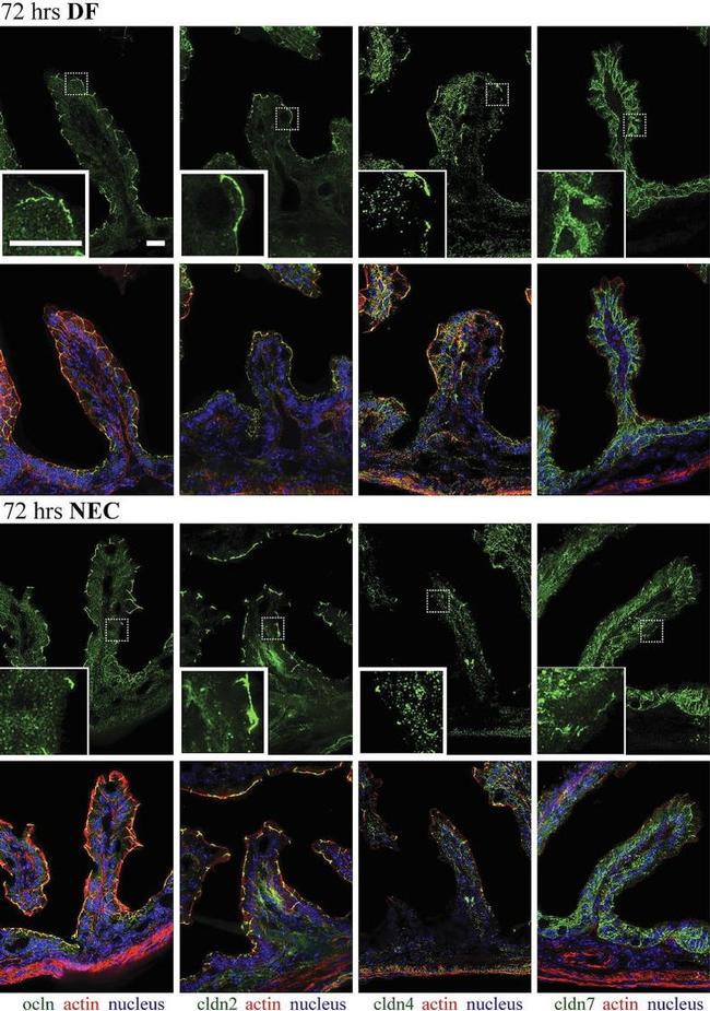 Claudin 7 Antibody in Immunohistochemistry (IHC)