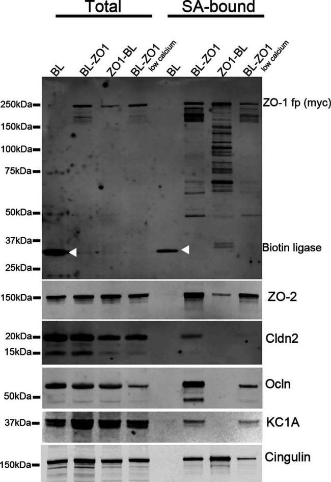 ZO-2 Antibody in Western Blot (WB)