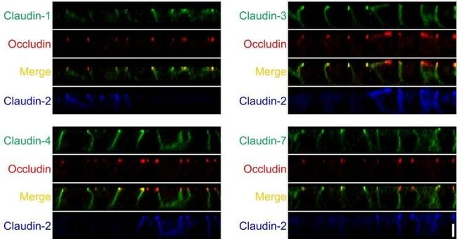 Claudin 3 Antibody in Immunocytochemistry (ICC/IF)