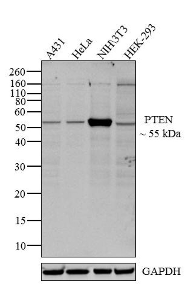 PTEN Antibody in Western Blot (WB)