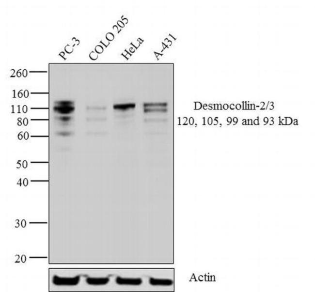 Desmocollin 2/3 Antibody