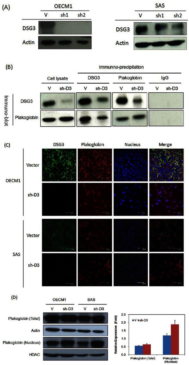 Desmoglein 3 Antibody in Western Blot, Immunocytochemistry (WB, ICC/IF)