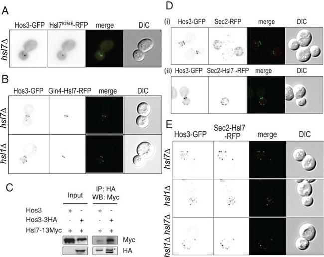 HA Tag Antibody in Western Blot, Immunoprecipitation (WB, IP)