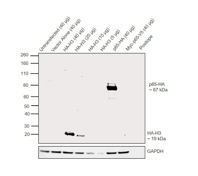 HA Tag Antibody