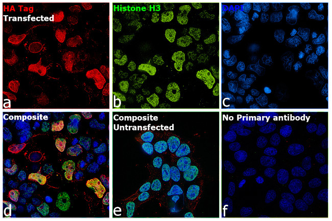 HA Tag Antibody in Immunocytochemistry (ICC/IF)