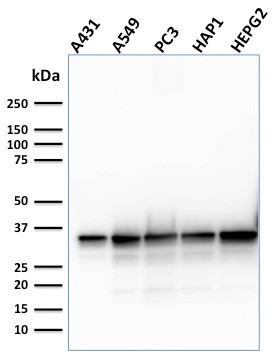 APEX Nuclease I Antibody in Western Blot (WB)