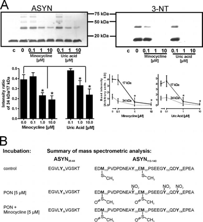 alpha Synuclein Antibody in Western Blot (WB)