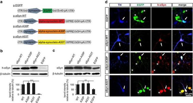 alpha Synuclein Antibody in Western Blot, Immunocytochemistry (WB, ICC/IF)