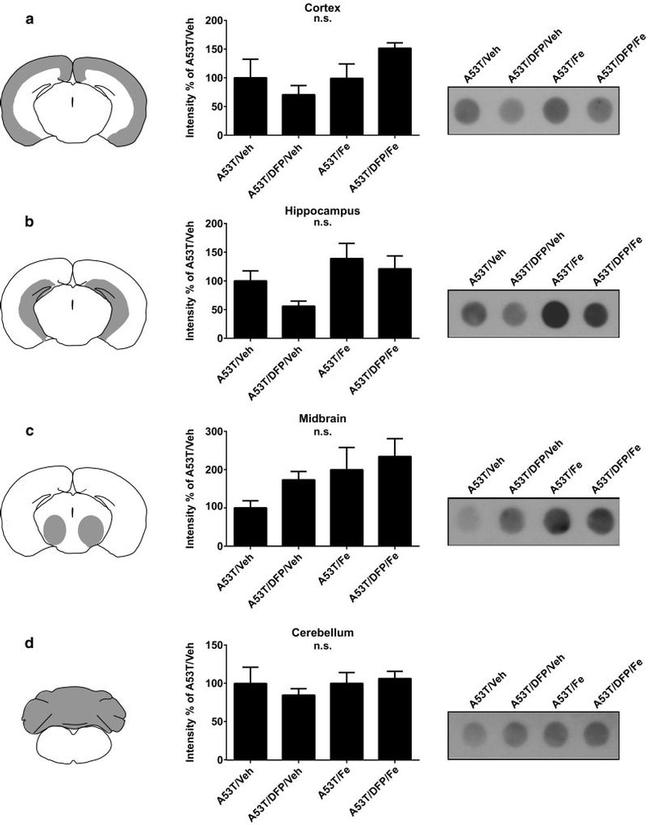 alpha Synuclein Antibody in Western Blot, Dot Blot (WB, DB)