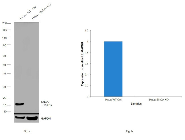 alpha Synuclein Antibody