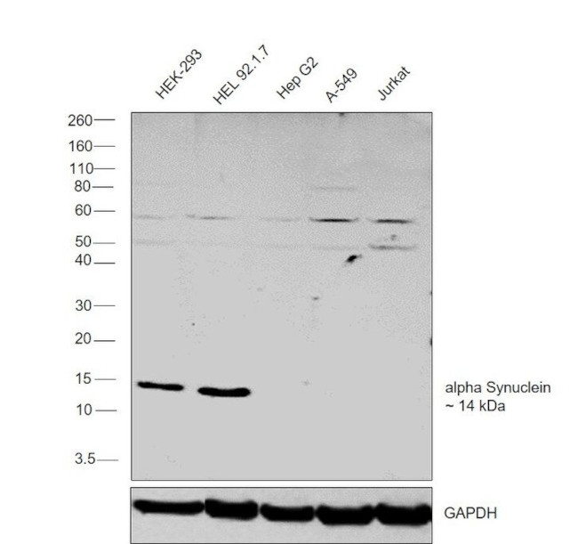 alpha Synuclein Antibody