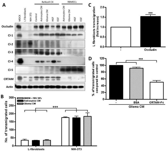 Claudin 2 Antibody in Western Blot (WB)