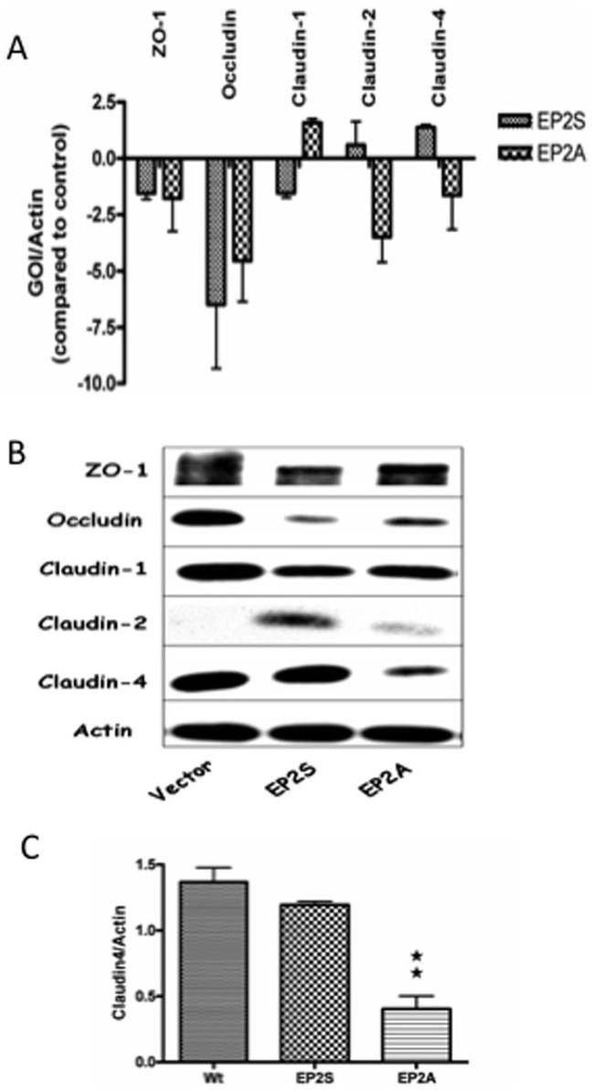 Claudin 2 Antibody in Western Blot (WB)