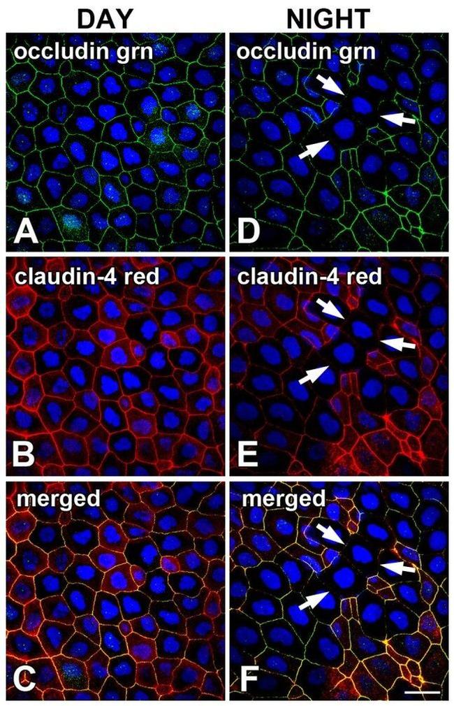 Claudin 4 Antibody in Immunohistochemistry (Frozen) (IHC (F))