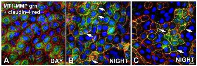 Claudin 4 Antibody in Immunohistochemistry (Frozen) (IHC (F))