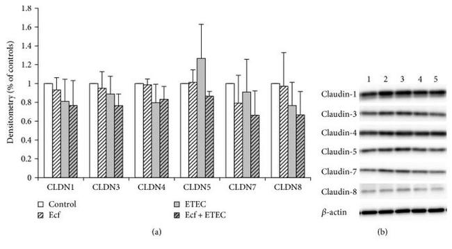 Claudin 7 Antibody in Western Blot (WB)