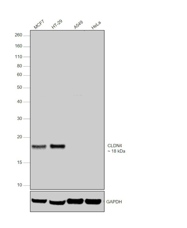 Claudin 4 Antibody