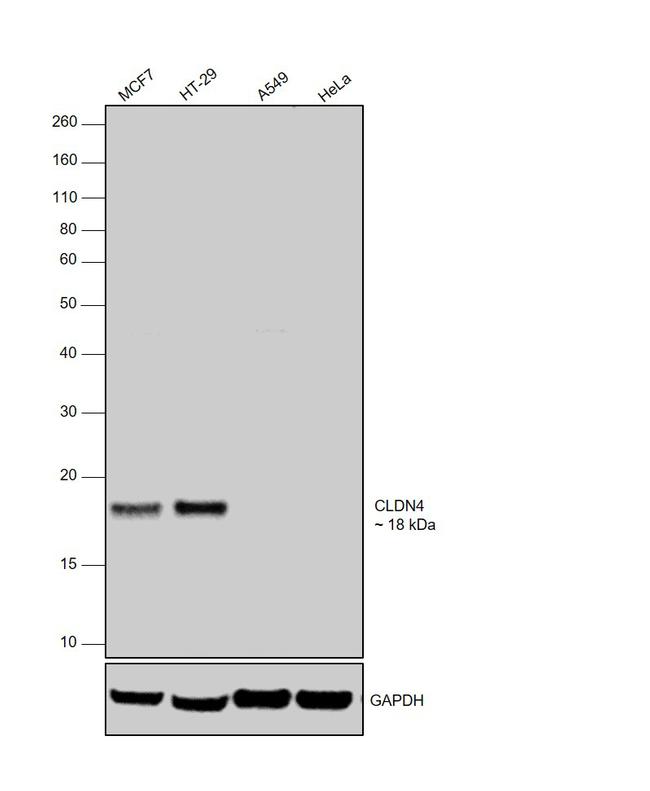 Claudin 4 Antibody in Western Blot (WB)