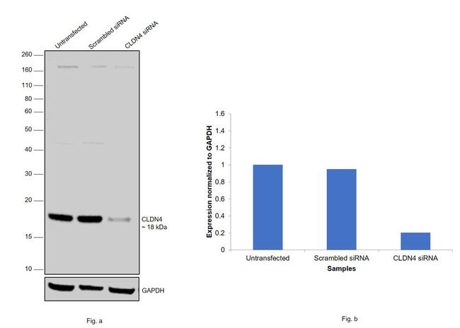 Claudin 4 Antibody in Western Blot (WB)