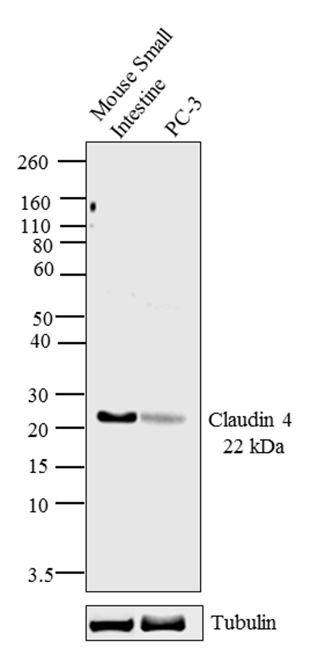 Claudin 4 Antibody in Western Blot (WB)