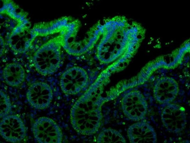 Claudin 4 Antibody in Immunohistochemistry (Paraffin) (IHC (P))