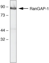 RANGAP1 Antibody in Western Blot (WB)