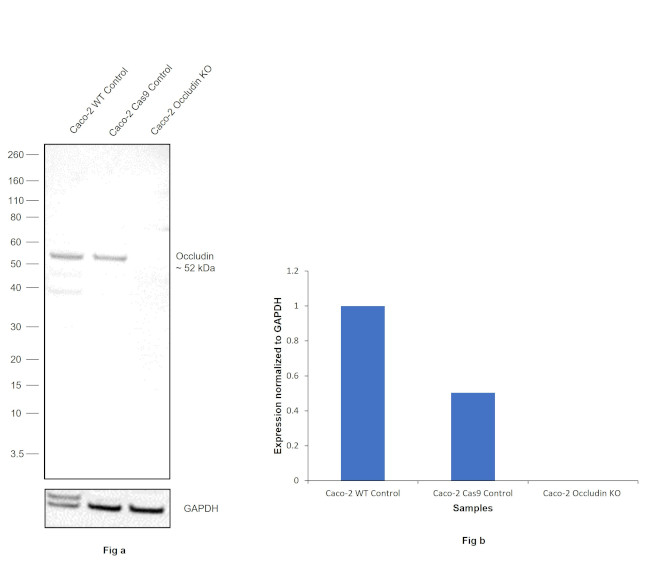 Occludin Antibody