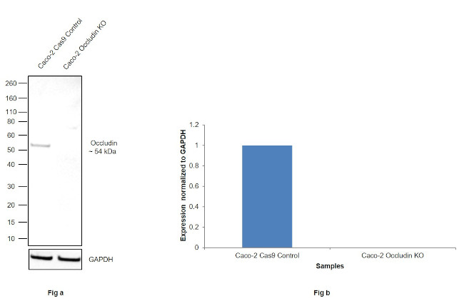 Occludin Antibody