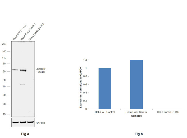 Lamin B1 Antibody