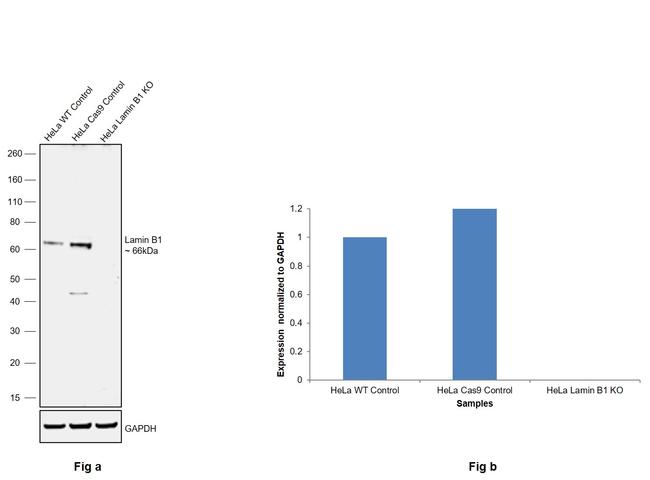 Lamin B1 Antibody in Western Blot (WB)