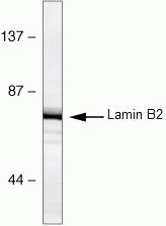 Lamin B2 Antibody in Western Blot (WB)