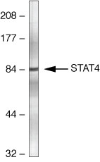 STAT4 Antibody in Western Blot (WB)