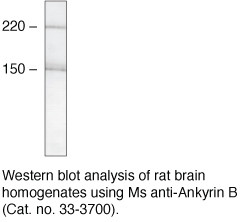 Ankyrin B Antibody in Western Blot (WB)