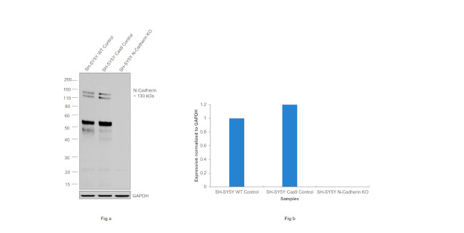 N-cadherin Antibody