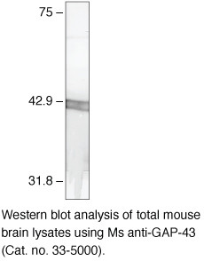 GAP43 Antibody in Western Blot (WB)