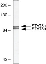 STAT5 alpha/beta Antibody in Western Blot (WB)