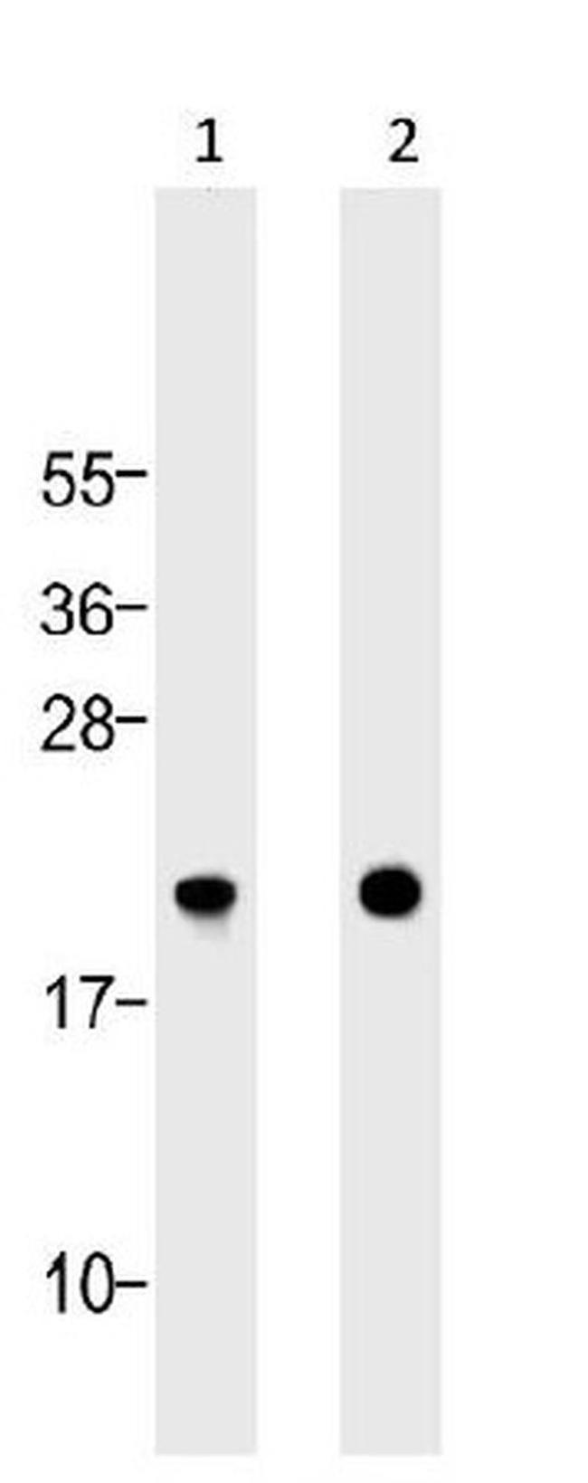 Bax Antibody in Western Blot (WB)