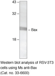 Bax Antibody in Western Blot (WB)