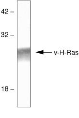 H-Ras Antibody in Western Blot (WB)