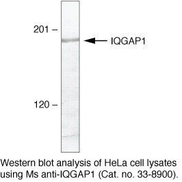 IQGAP1 Antibody in Western Blot (WB)