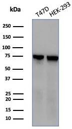 Heat shock 70 kDa protein 1B (HSPA1B) Antibody in Western Blot (WB)